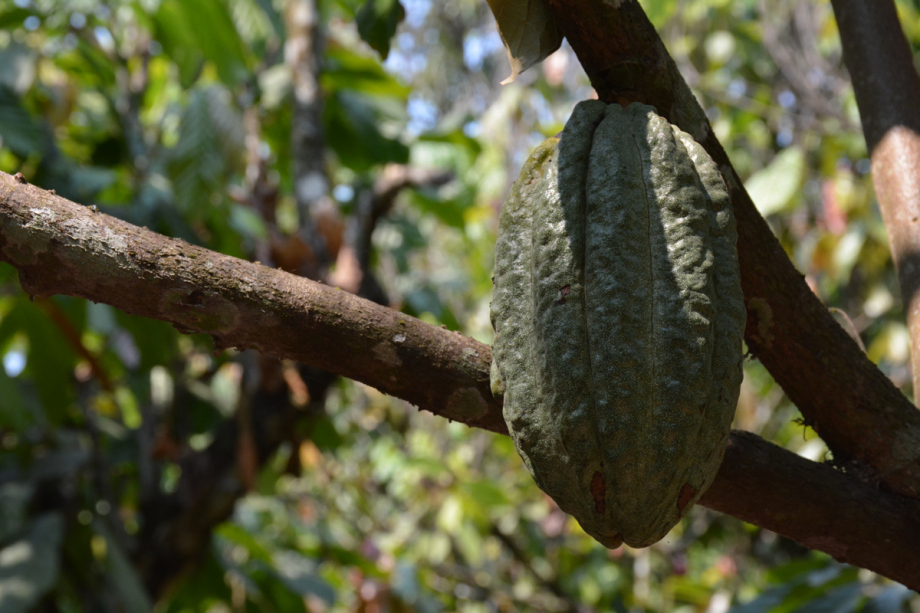 Cocoa beans